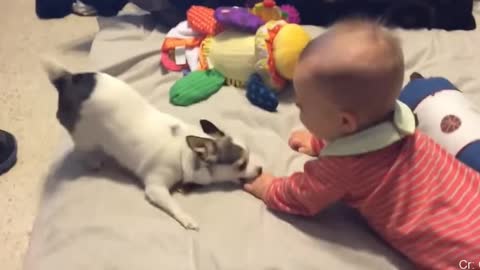 cute baby playing with his puppy very funny