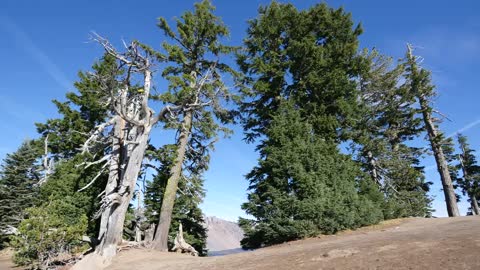 Oregon Crater Lake Trees By Lake Edge