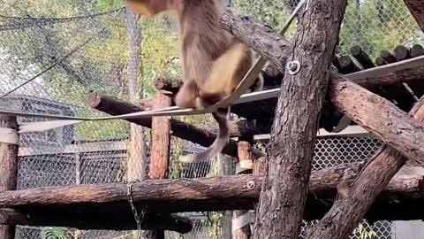 Wonderful performance of golden monkey