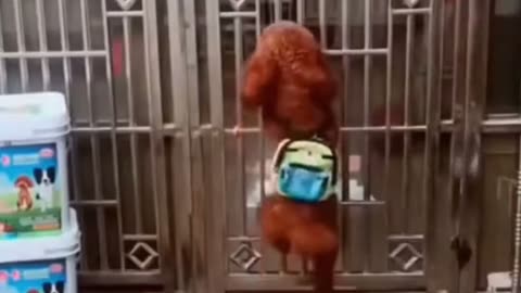 Funny Dogs - Happy To watch