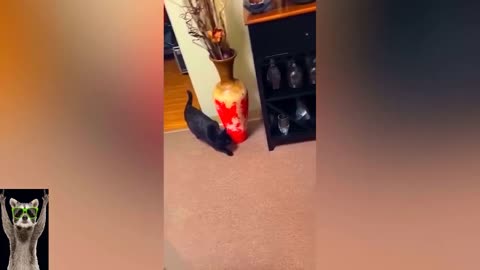 Funny animal video
