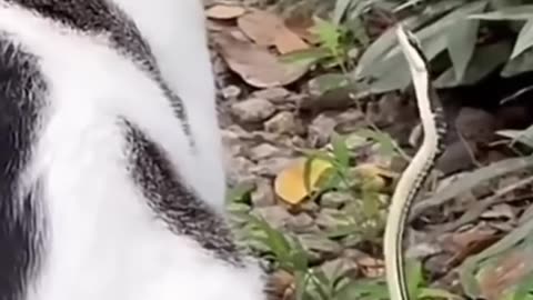 kaget nya tiba tiba muncul di depan nya
