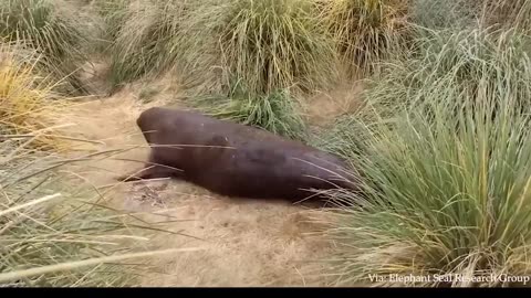Cute and Funny Animals Compilation #30 | - 100 Heartwarming Acts Of Kindness Towards Animals