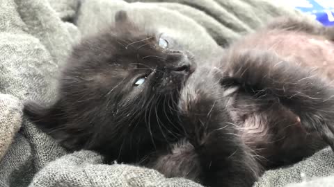 A sick cat