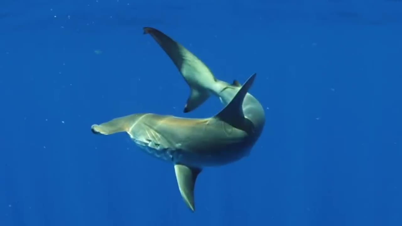 Wildlife