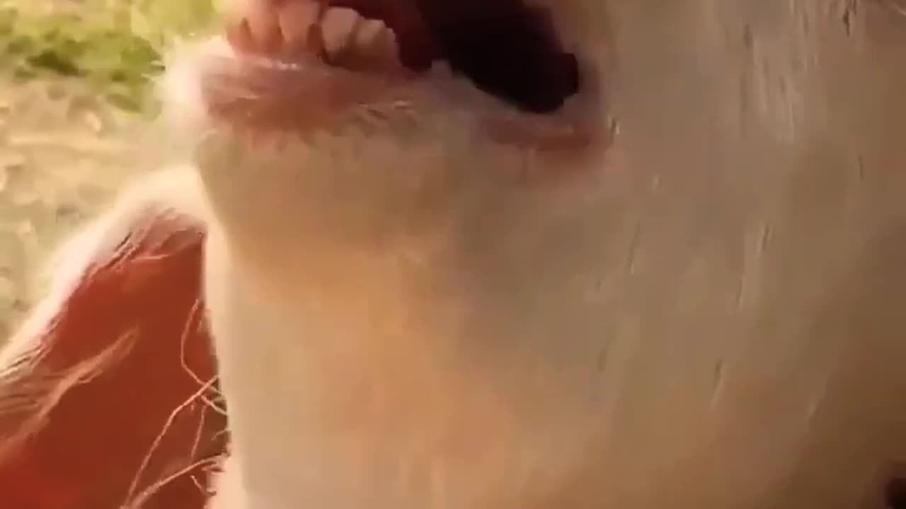 goat funny video 😂😂_goat #shorts #short #shortsvideo #goat