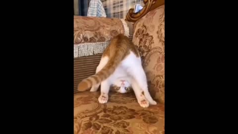 Upside Down Kitten