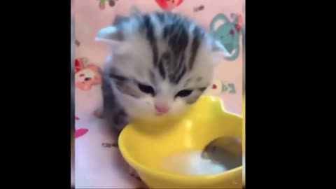 Funny cat and dog homeSo Cute Cats ♥ Best Funny Cat Videos 2021# 62 short