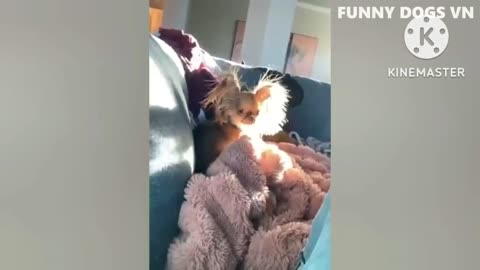 Funny dogs videos. Dog funny compilation video