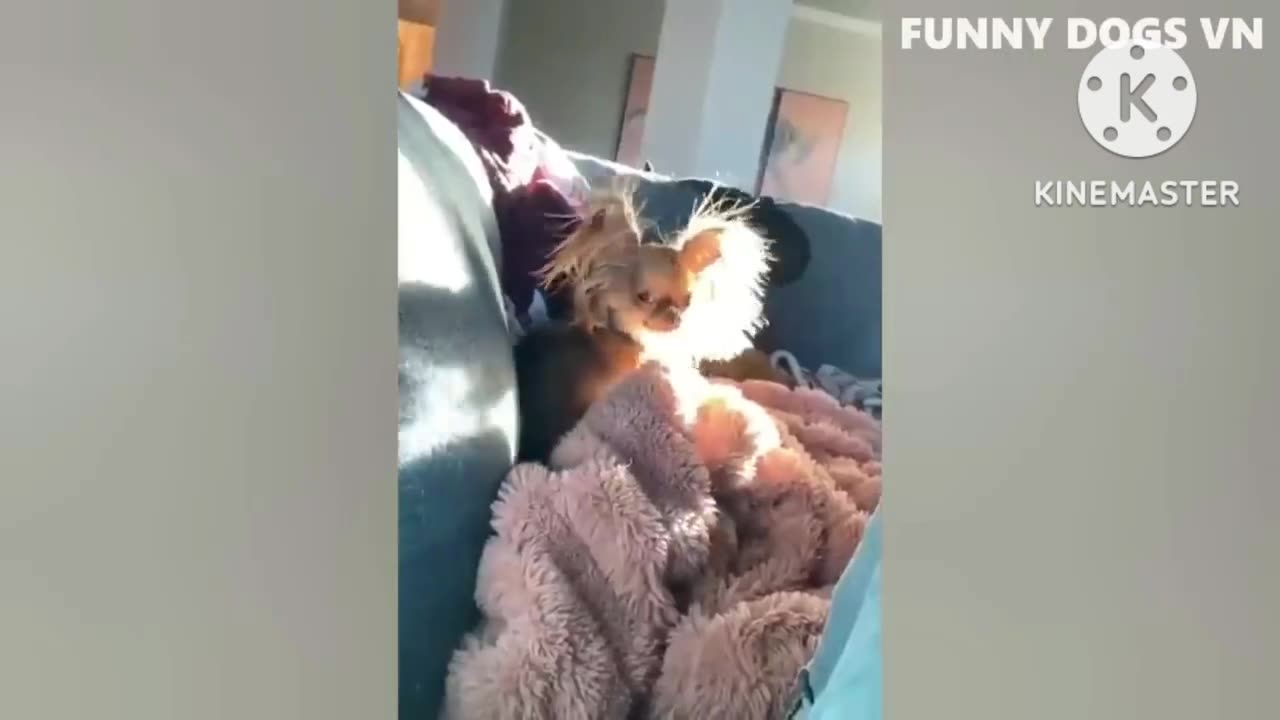 Funny dogs videos. Dog funny compilation video