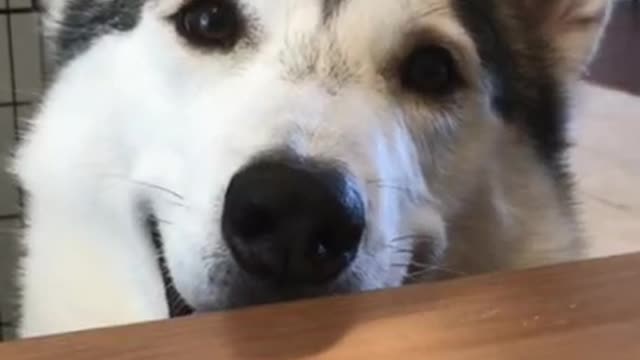 Husky STEALS FOOD From Table Like A Shark!
