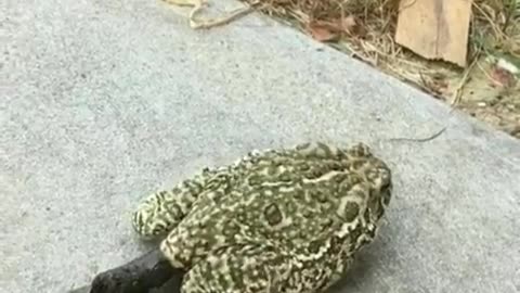 Frog Drops Human Sized Log