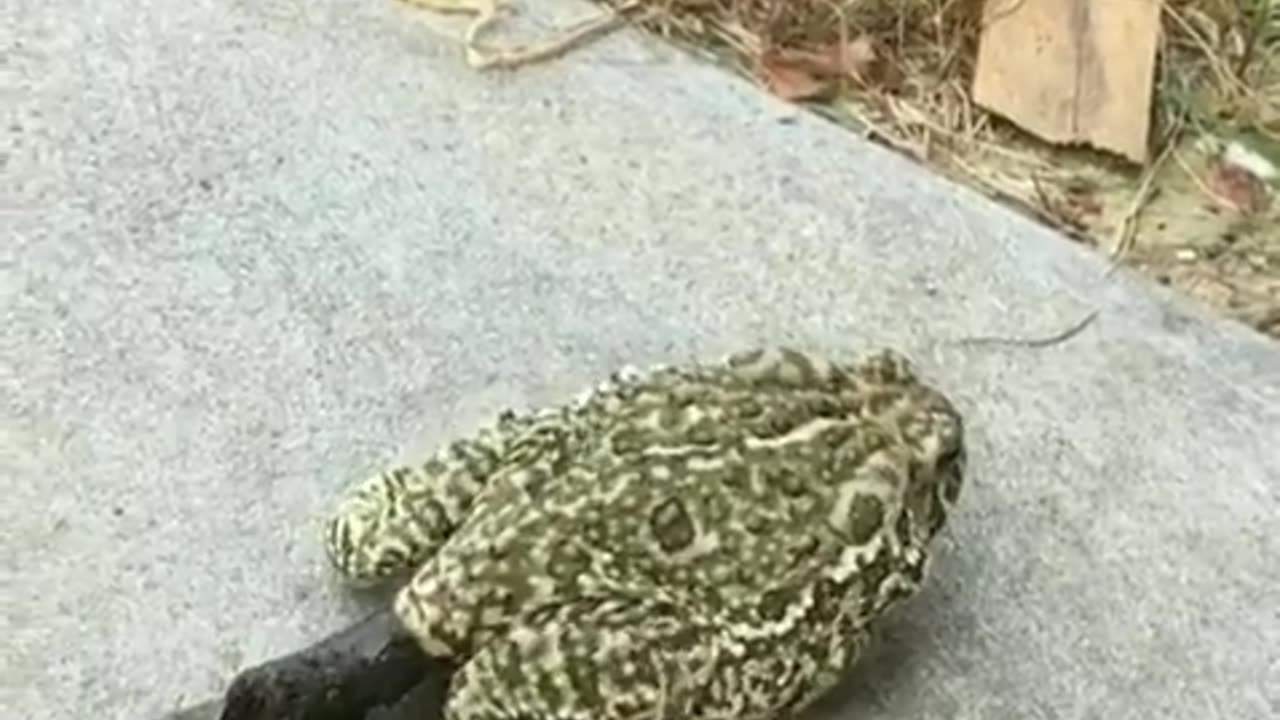 Frog Drops Human Sized Log