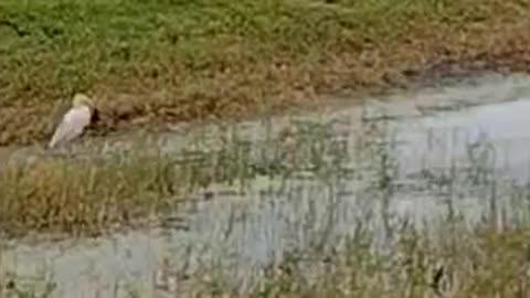 The nature zone: Bird dinning on a frog.