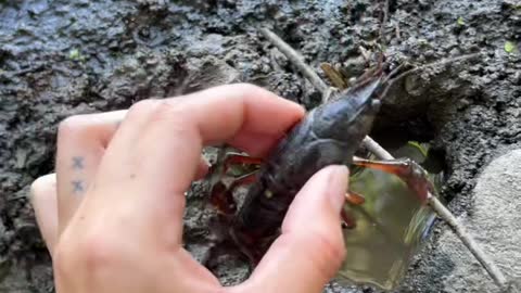 frog content back ft crawfish