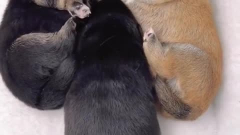 Cute puppy_lovely-doga ✌✌✌🤘🤘
