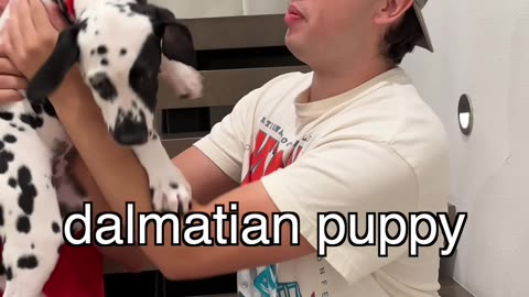 rarest puppy