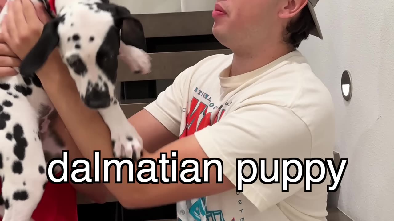 rarest puppy