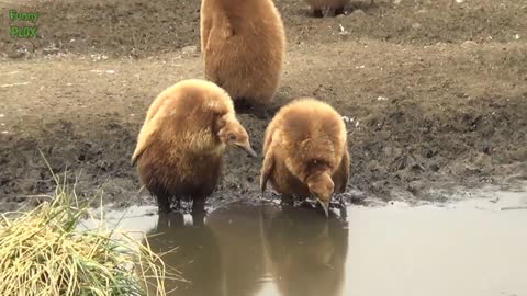 Most Adorable Cute and Fluffy Animals Compilation