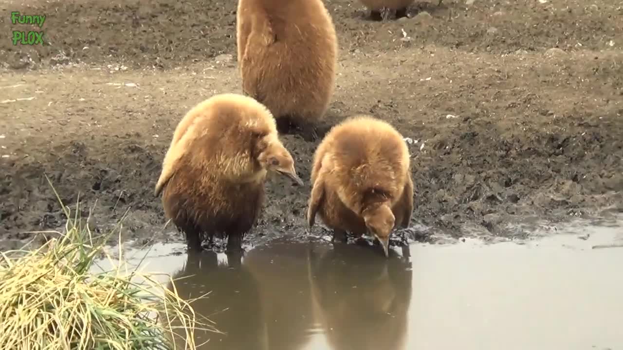 Most Adorable Cute and Fluffy Animals Compilation