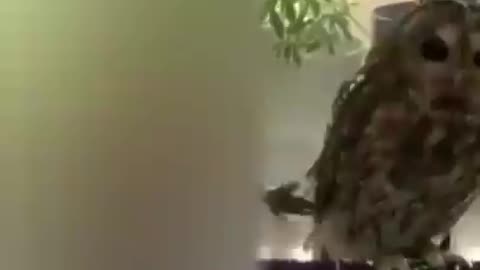 OMG So Cute Cats ❤ Best funny cat video