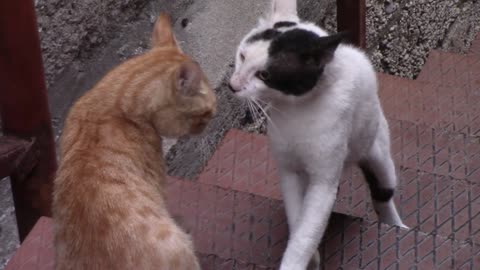 Two aggressive cats❤️