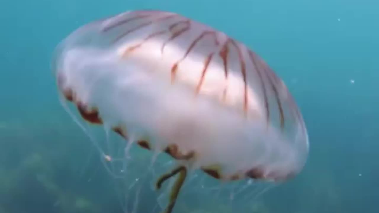 wildlife