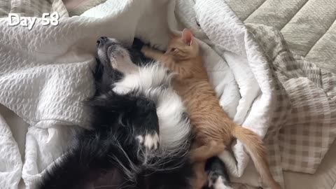 Rescued Tiny Kitten Grows Up Believing He’s a Big Dog | Day 1 to 60