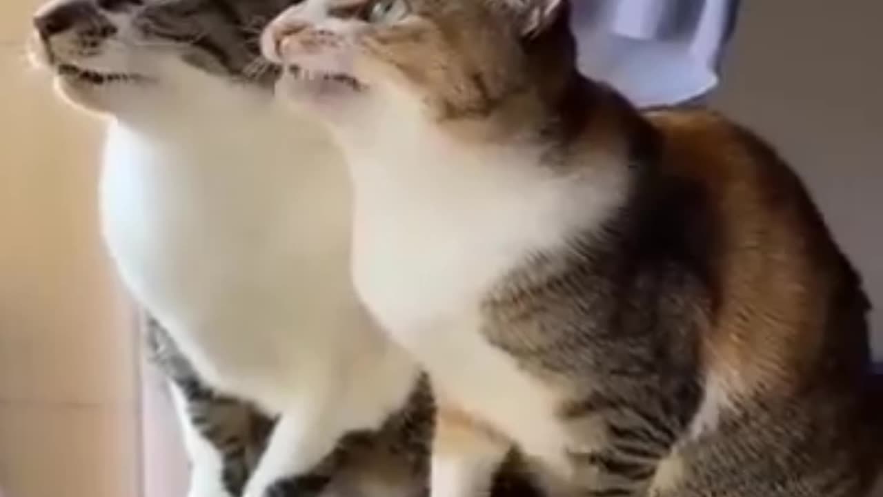 Cat animal breeding pair with cage