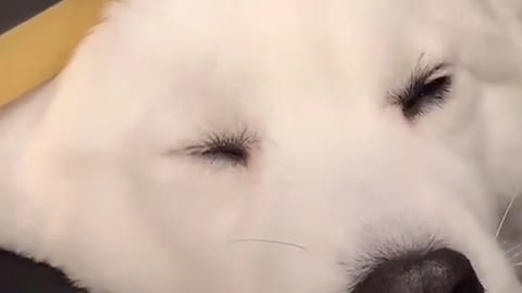 Who can stand this little look!