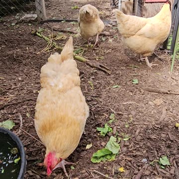 OMC! Little chicken grabs a piece of bread! #little #chicken #bread #treat #happy #shorts #orpington