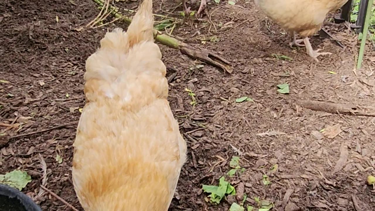 OMC! Little chicken grabs a piece of bread! #little #chicken #bread #treat #happy #shorts #orpington