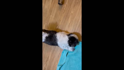 SHIH-TZU VS STINK BUG!
