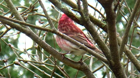 Purple Finch