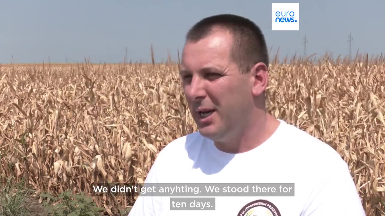 Farmers call for government actions as severe drought in Serbia forces early harvests