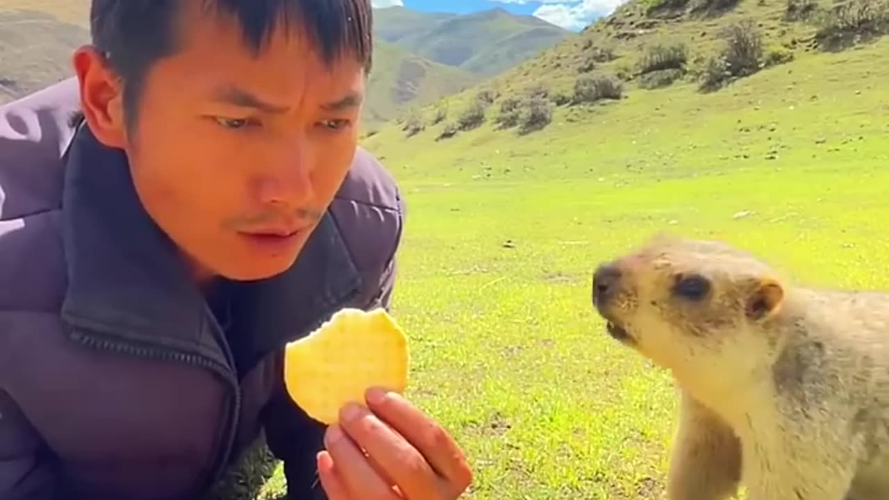 Cute wild animals eating cookies