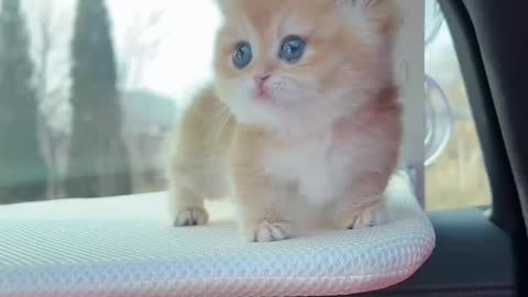 Kitten: Mommy, I'm motion sick