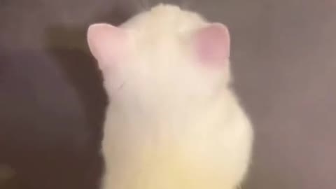 Does cats sweat😹😹😹