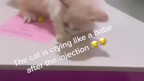Funny cat