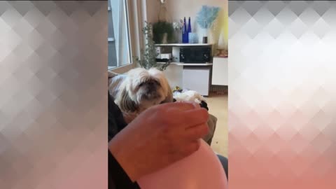Funny and Chubby Dogs - Are You Sure Not To Laugh