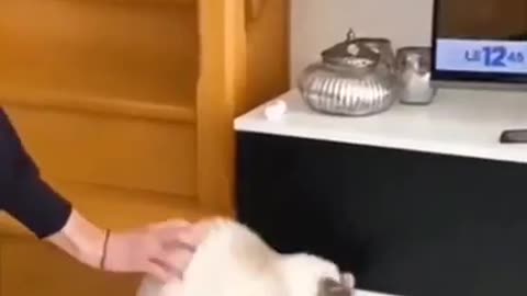 Funny animal complcation#