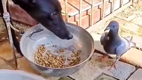 The dog and the pigeon