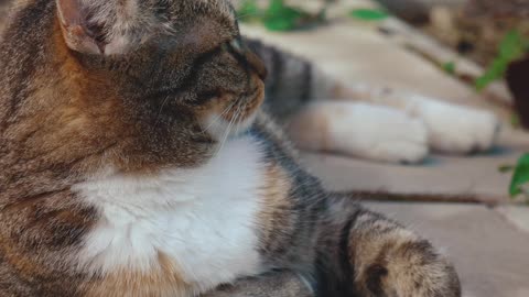 Funny cat relaxing videos 😍
