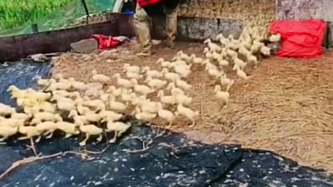 #ducks