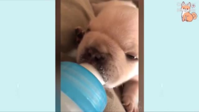 Funny dog's videos||beautiful dog's