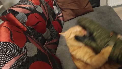 Cat upon the pillow