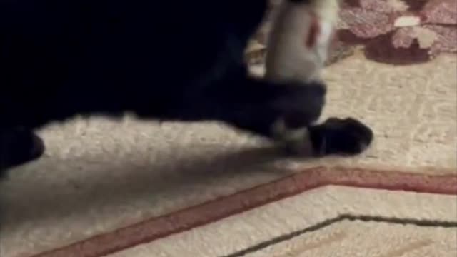 Cute Precious Piper Having Fun Playing with Her Toy #shorts