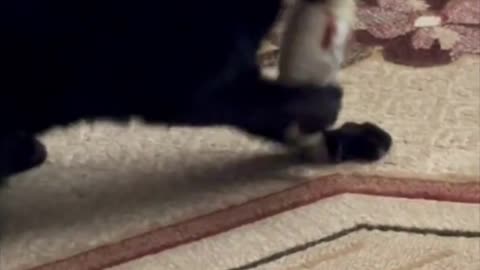 Cute Precious Piper Having Fun Playing with Her Toy #shorts