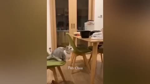 Funny Animals