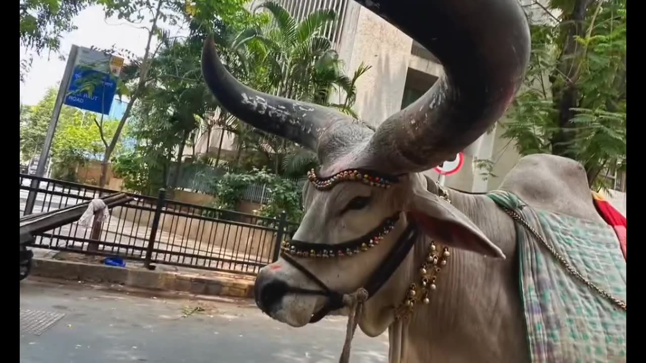 Saksat nandi maharaj